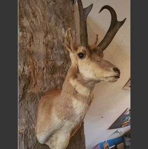 Pronghorn Antelope Wallmount Taxidermy